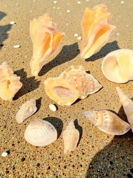 Florida Sea Shells for Crafts - Picture 5 of 5